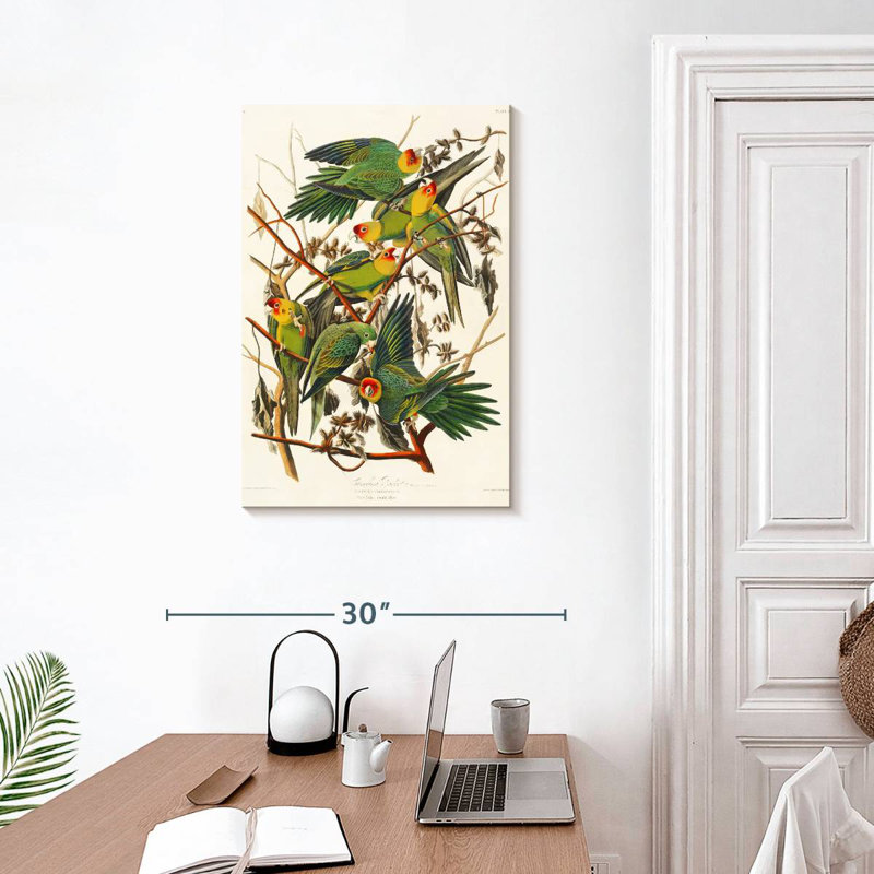 Brampt Carolina Parakeet, 30" H x 20" W
