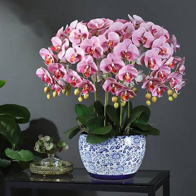 Orchid Arrangement