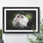 Macaque Monkey - Picture Frame Graphic Art-62802278-62802279