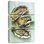 Oyster Shell