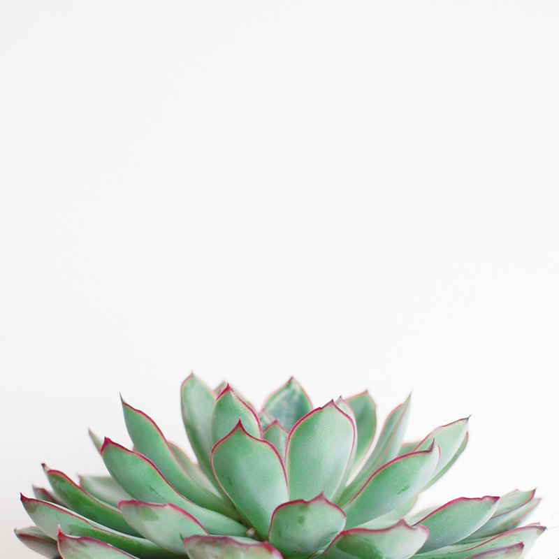 Echeveria - impression sur toile tendue, H 36 po x l 36 po, L 41 po x L 64 po, Non