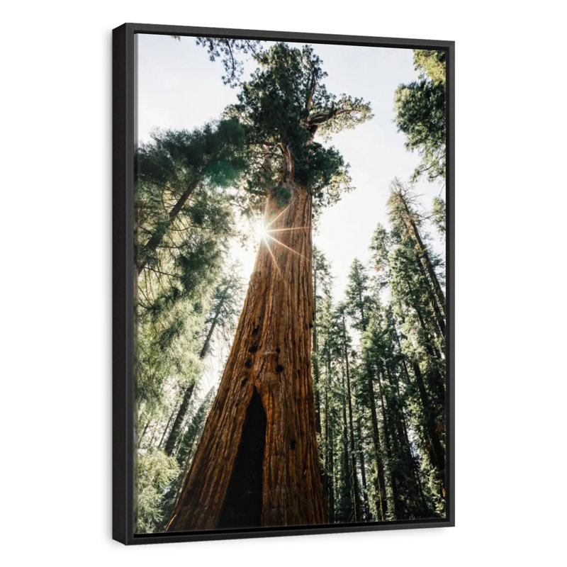 Arbre général Sherman ensoleillé, 13 po x 19 po, Cadre flottant noir