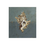 Seashell D Print by Sarah Atkinson
