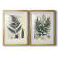 Collection Ferns VI - Cadre photo, reproduction d'art sur papier-1190667011-1190667013