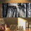 «Sunbeam Through Black White Forest», photographie-35125685-35125691