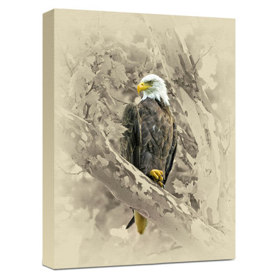 " Bald Eagle In Sycamore "