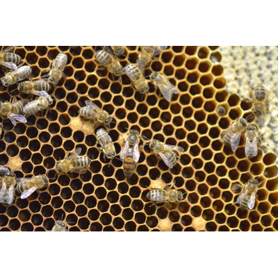 Grande abeille Fidelius