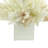 Pampas Arrangement in Pot