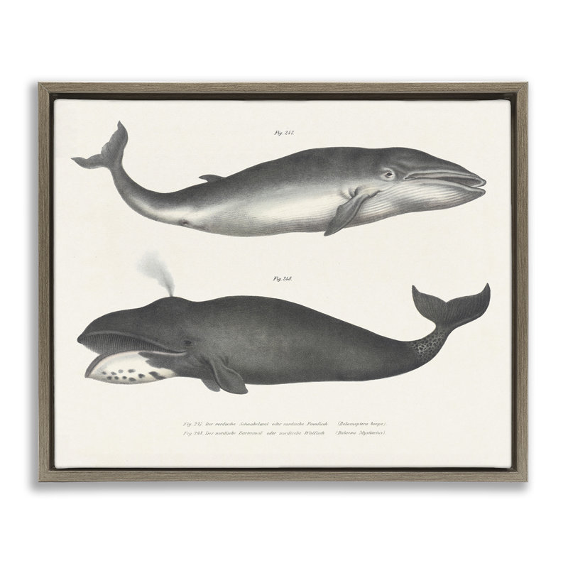 Cadre flottant rétro avec étude de baleines, conception par Phillipa Katz, Cadre flottant orme Montalcino, H 25 po x l 31 po