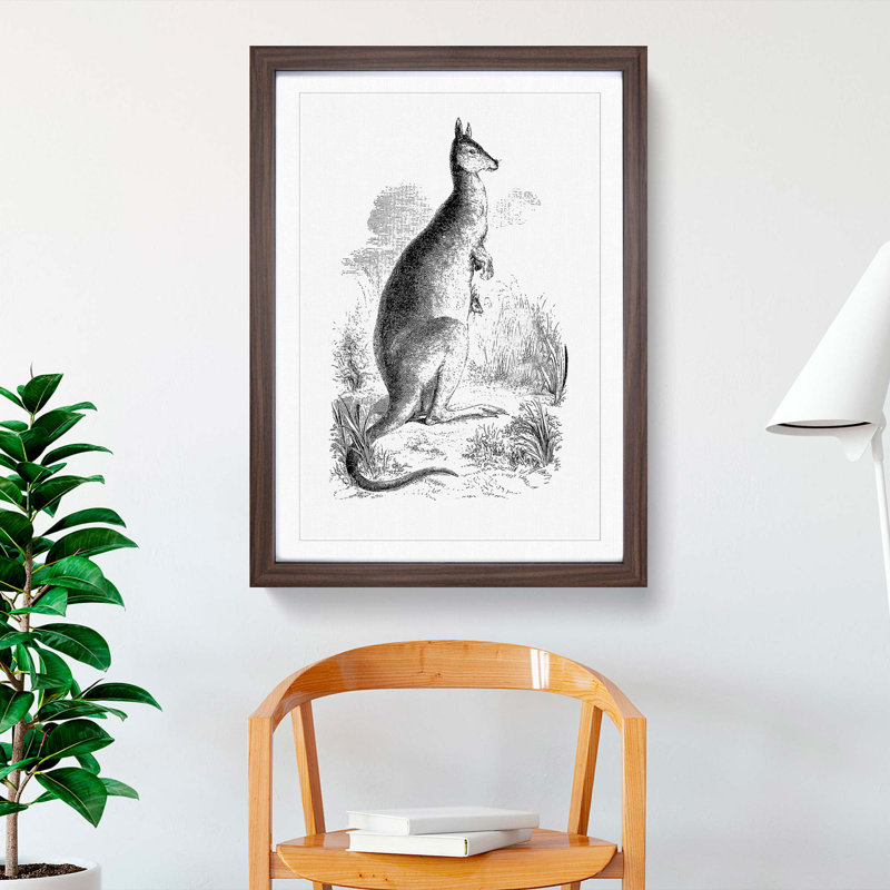 A Kangaroo Illustration in Black & White - Picture Frame Drawing, Walnut, 60cm H x 40cm W x 2cm D