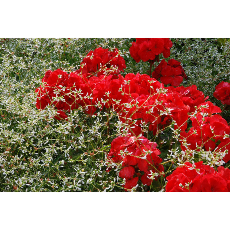 Flowers And Buds - Wrapped Canvas Art Prints, 61cm H x 91cm W x 3.8cm D