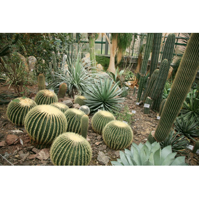 Cactus - photographie sur toile tendue