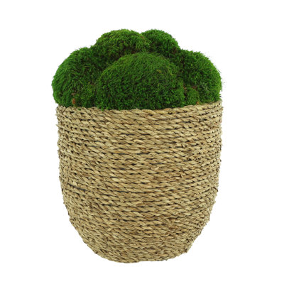 Corder Organic Modern Moss Arranged in Large Strawgrass Pot