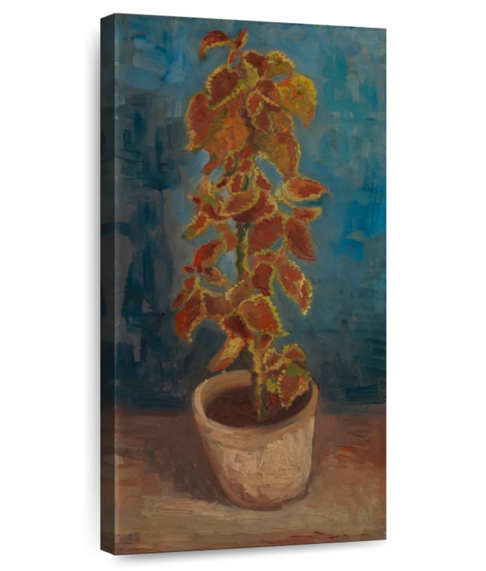 Flame Nettle In A Flowerpot, 24" H x 12" W