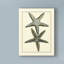 « antique blue starfish », reproduction d’impression sur toile tendue-33521955
