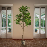 79'' Faux Fiddle Leaf Fig Tree in Ceramic Pot