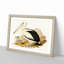 Australian Pelican by Elizabeth Gould - Single Picture Frame Painting-55456833-55456832