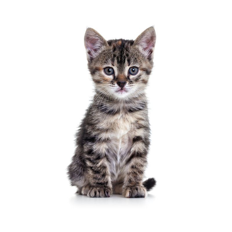 Kitten by Dem10 - No Frame Art Prints on Canvas, 76cm H x 51cm W
