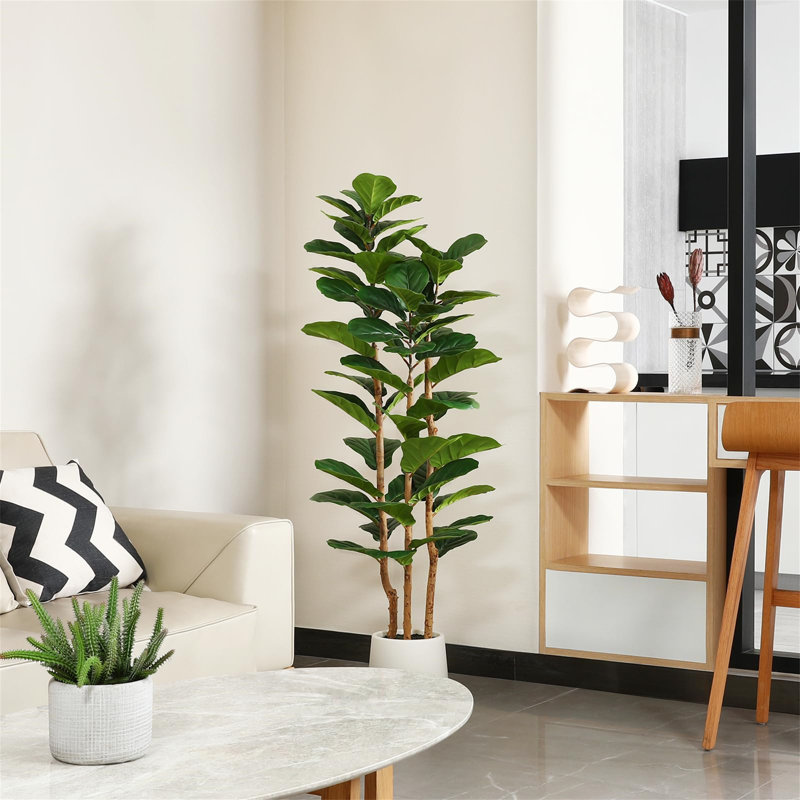 150cm Plant