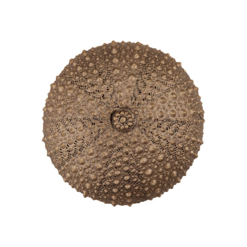Sea Urchin Cabinet Knob, Museum Gold