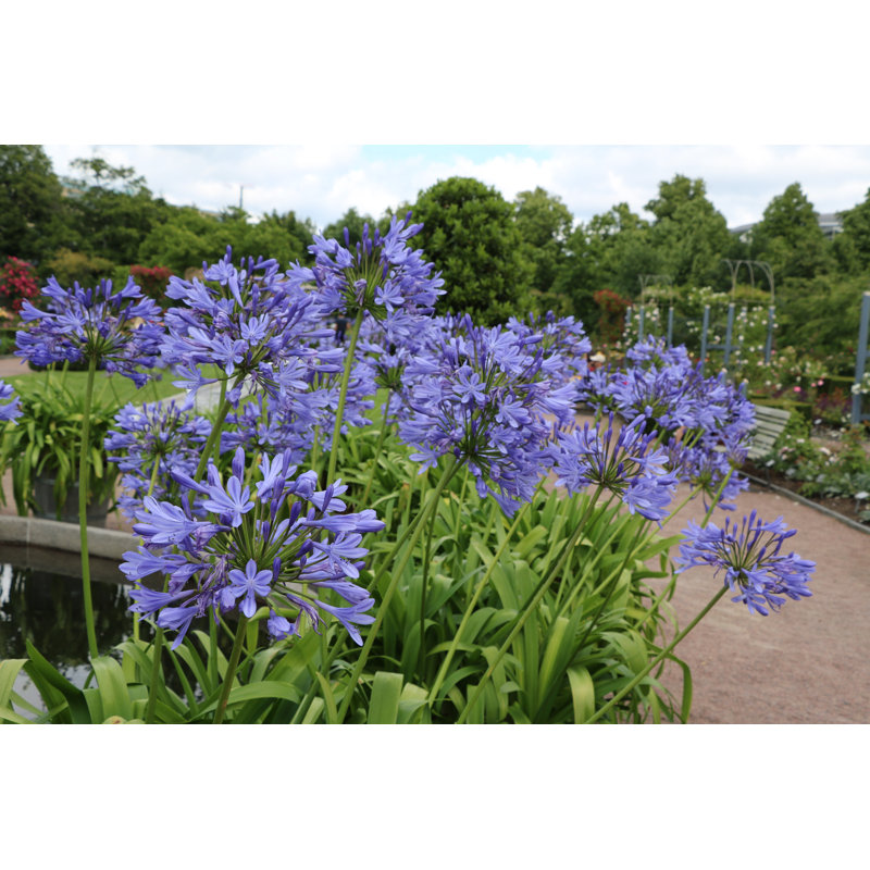 Agapanthus Africanus, H 20 po x l 30 po