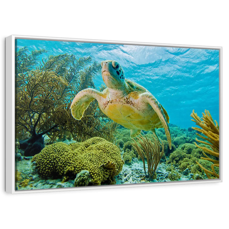 Tortue dans le récif de Bonaire, Cadre flottant blanc, 43 po x 29 po