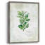 Fresh Oregano Framed Print - Solid Wood-1604130980