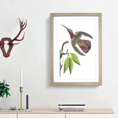 Purple-Tailed Hummingbird by George Shaw - Framed Print