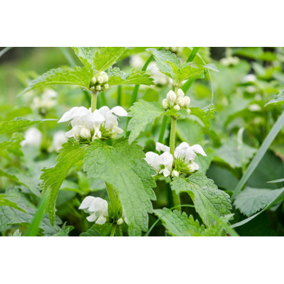 White Clean-Nettle par Css0101 - Photographie sur toile tendue