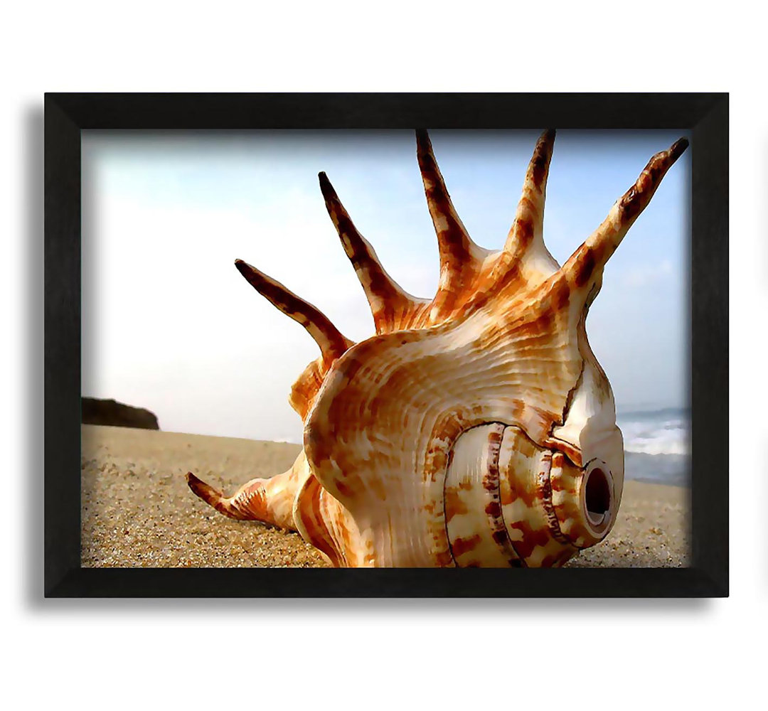 Gerahmter Fotodruck Whelk Shell On The Beach