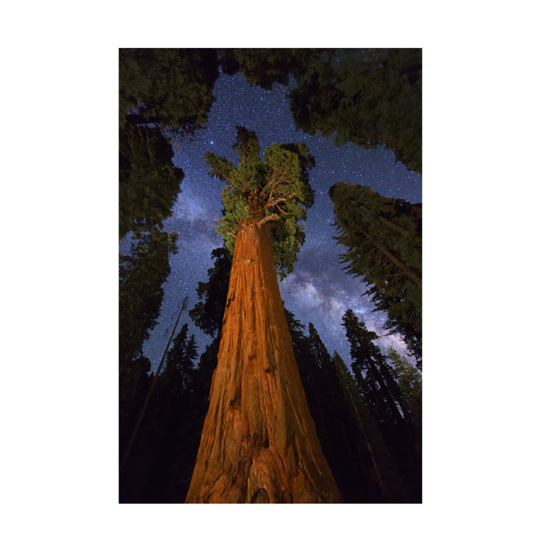 Art mural sur toile tendue - Art mural «Starlit Redwood Majesty» par Royce Bair pour le salon, la chambre à coucher ou le bureau - 22 x 32