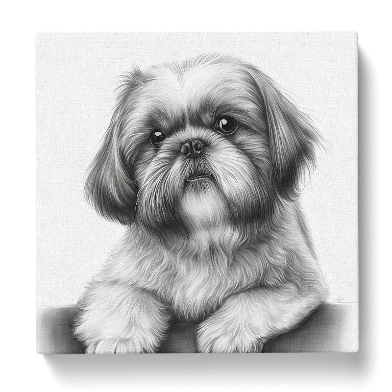 Shih Tzu - No Frame Print, 50cm H x 50cm W x 3cm D