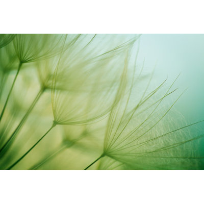 Macro Dandelion Seed by Jasmina007