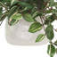 Tradescantia Zebrina Arranged In Ceramic Vase-1281163196-1331091546