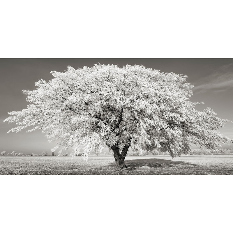 Lime Tree With Frost, Bavaria, Germany by Frank Krahmer - Wrapped Canvas Print, 35cm H x 70cm W x 4cm D