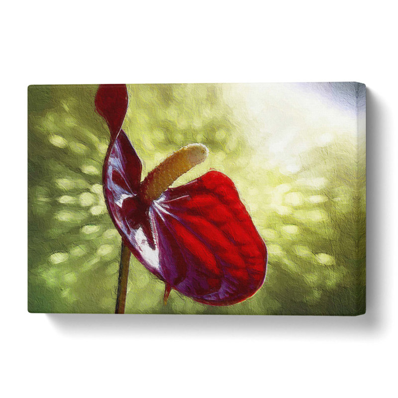 Red Anthurium Flower - Wrapped Canvas, 40.6 cm H x 61 cm W