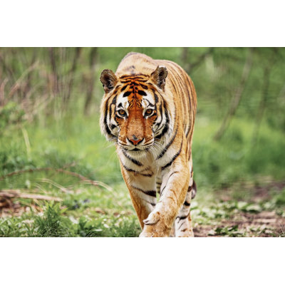 Tigre du Bengale - photographie sur toile tendue