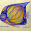 Coussin euro intérieur/extérieur ring angelfish-20608152-120835615