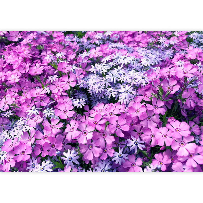 Champ de fleurs néon mauve, L 66 po x l 96 po