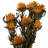 Plumosum Arrangement-94734888