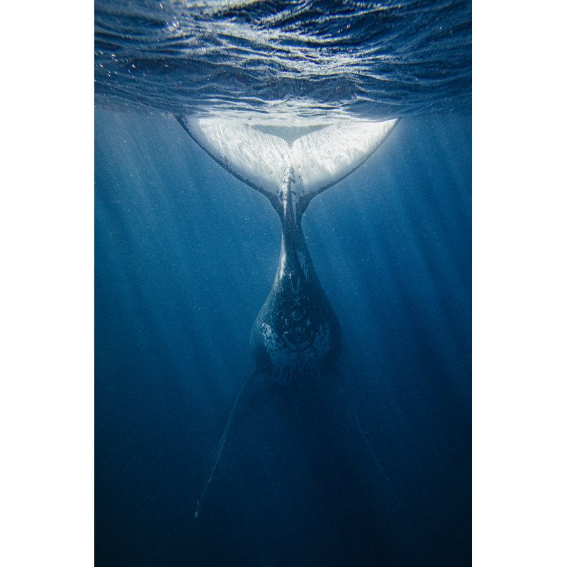 Rear View Of Humpback Whale by Philip Thurston - No Frame Painting on Canvas, 46cm H x 30cm W