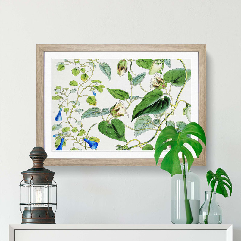 Indian Tobacco Flowers by W.H. Fitch - Framed Print, 48cm H x 65cm W x 2cm D, Oak Framed