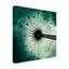 Art sur toile Frank Wijn Dandelion-109334904
