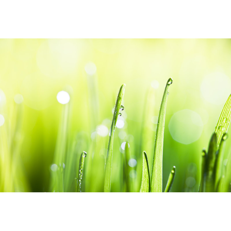 Blades Of Grass by Jeja - Wrapped Canvas Print, 51cm H x 76cm W x 3.8cm D
