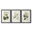 Antique Turpin Botanical IV - reproduction sur mesure encadrée de qualité supérieure - 3 pièces