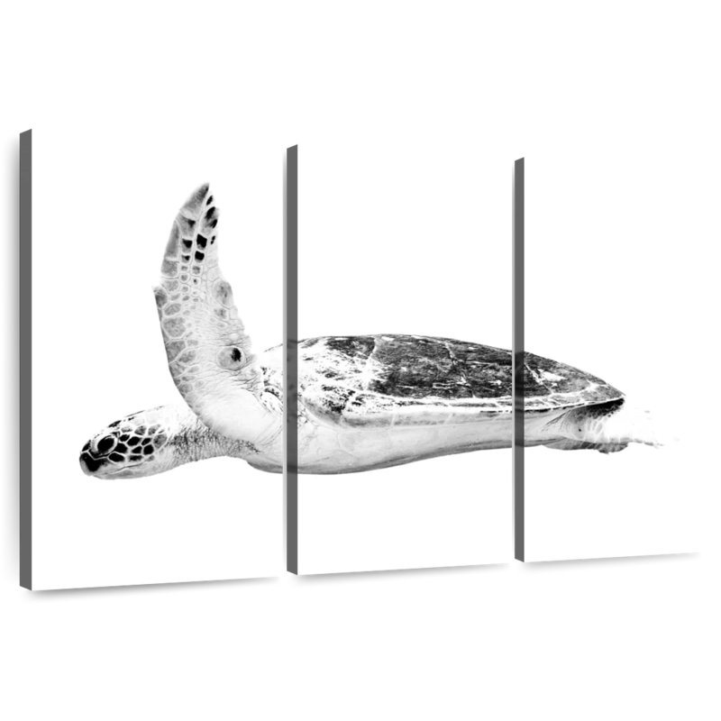 Brampt Noble Hawksbill Turtle, 28" H x 45" W
