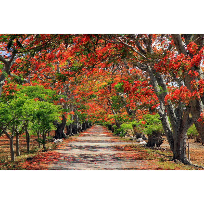 Flame Trees, Mauritius 1 Piece Wrapped Canvas Wall Art, 30cm H x 46cm W