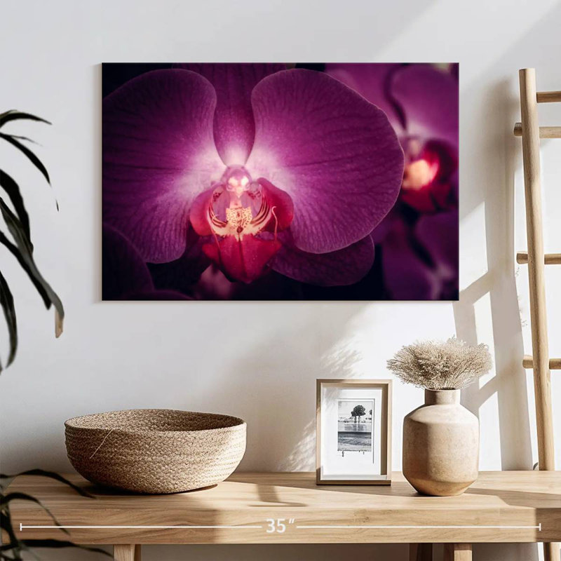 Harnek Purple Moth Orchid, 8" H x 12" W