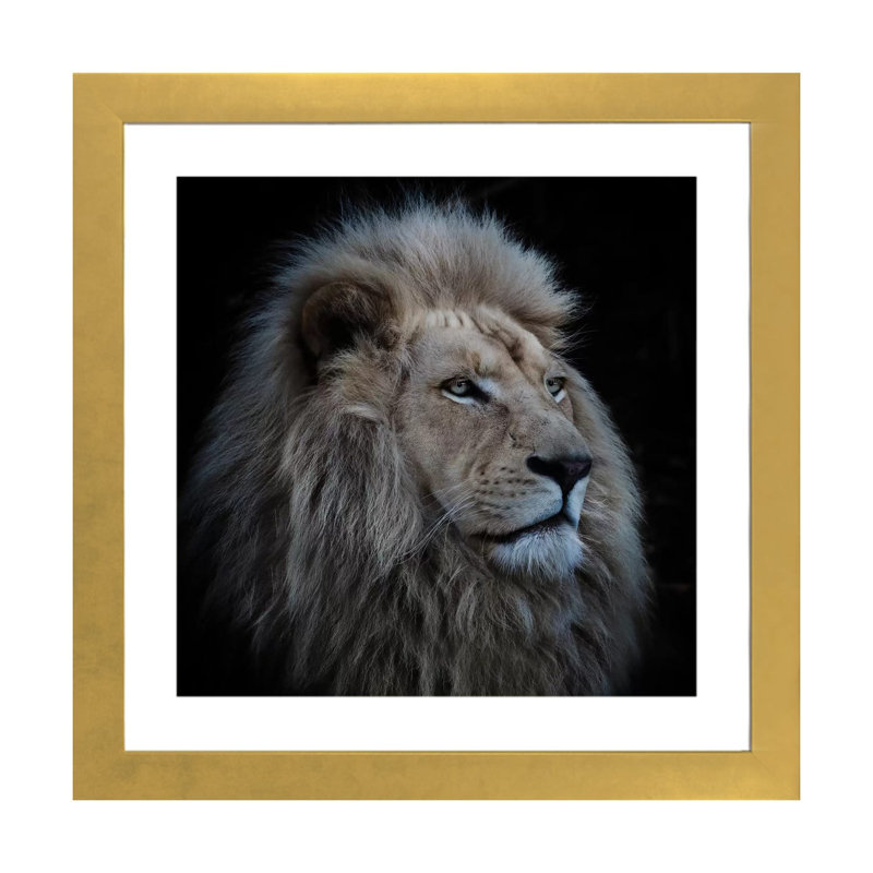 «Proud Lion» par Louise Wolbers - reproduction de photo, Papier encadré doré, H 24 po x l 24 po x p 1 po