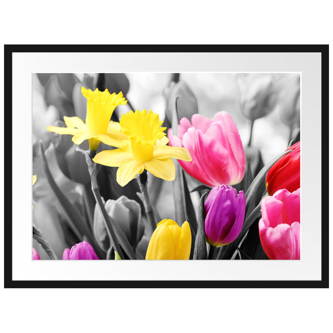 Gerahmtes Poster Schöne Narzissen mit Tulpen